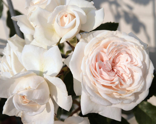 Honeymoon Arborose image 0