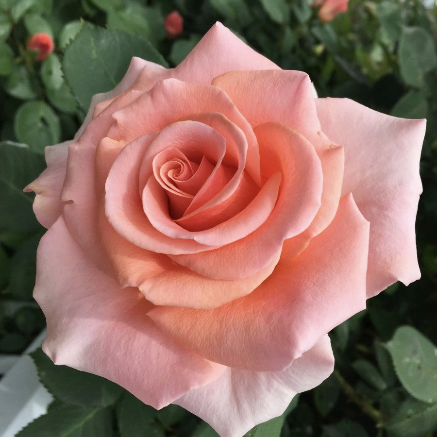 Royal City Rose image 0