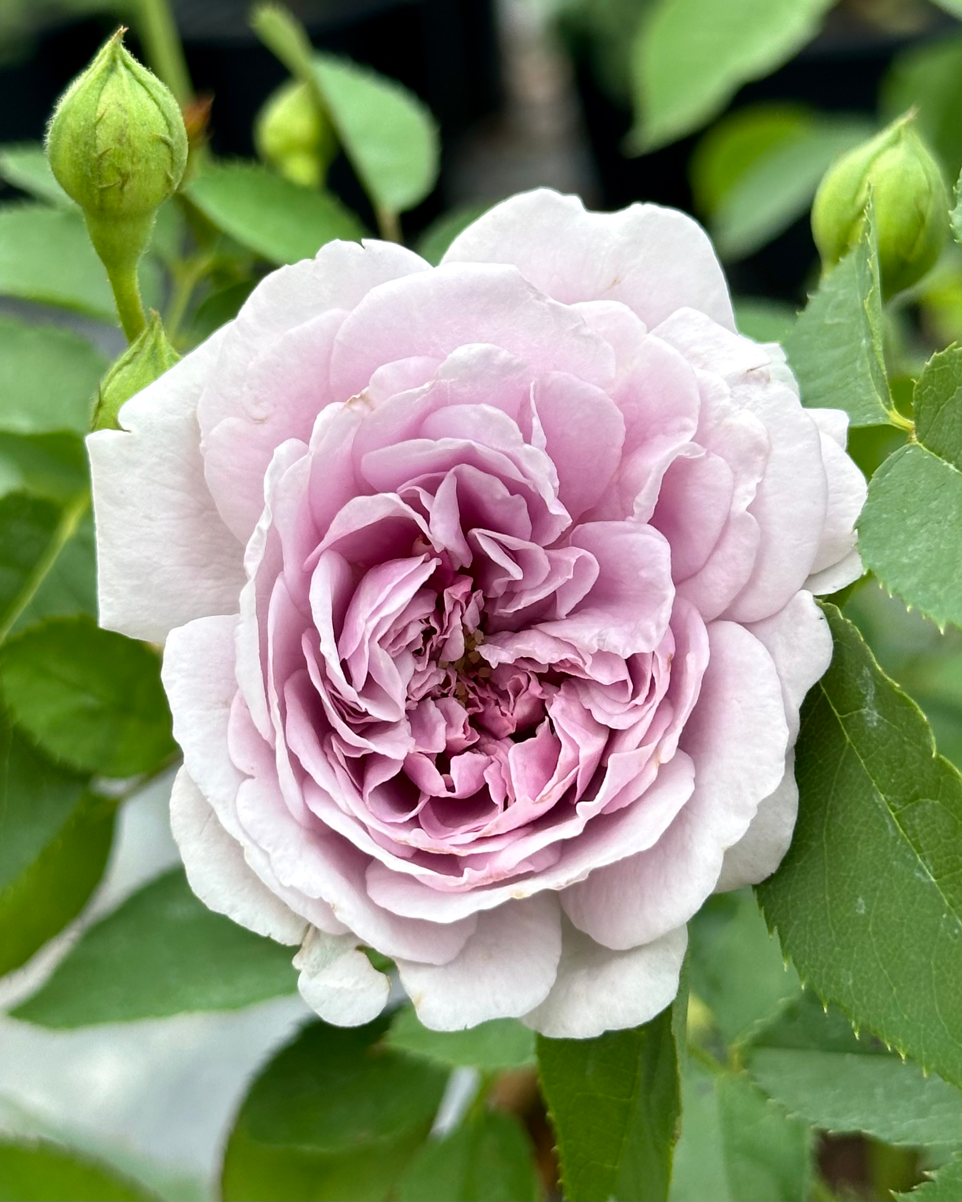 Rainy Blue (TAN04633) image 1