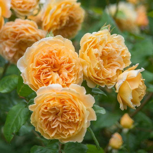 Crown Princess Margareta image 0