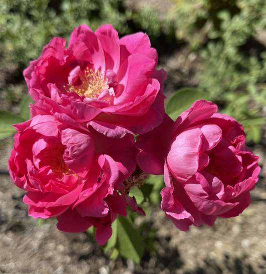 Morden Centennial image 0