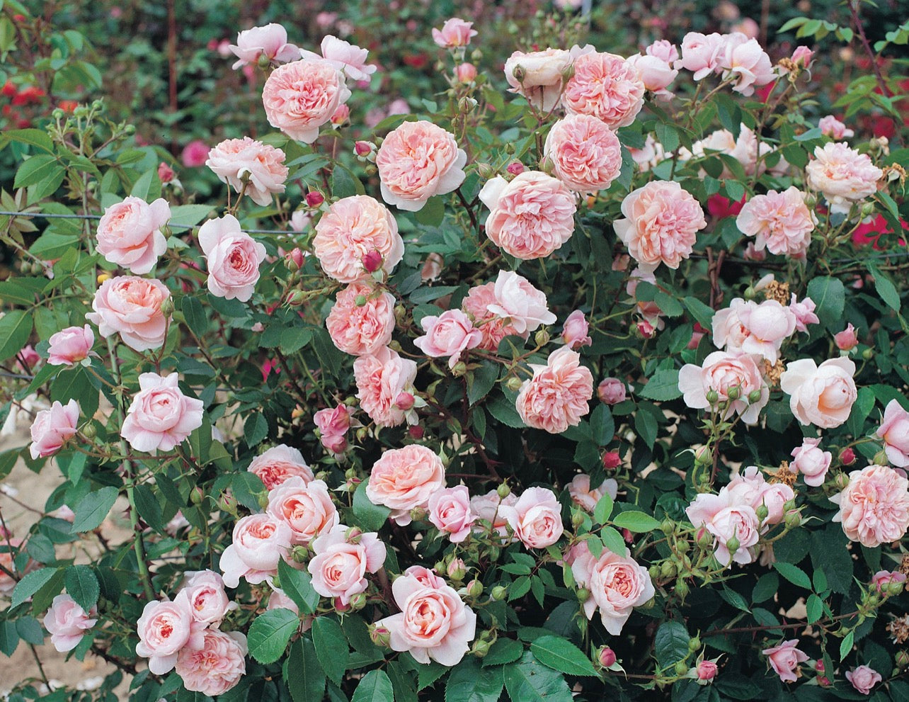 Climbing Genevieve (MEIroupis) image 0