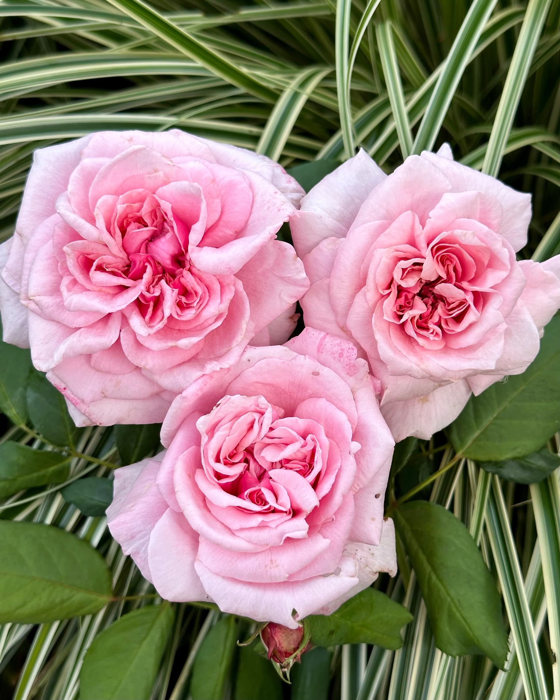 St. Genevieve de Paris image 5