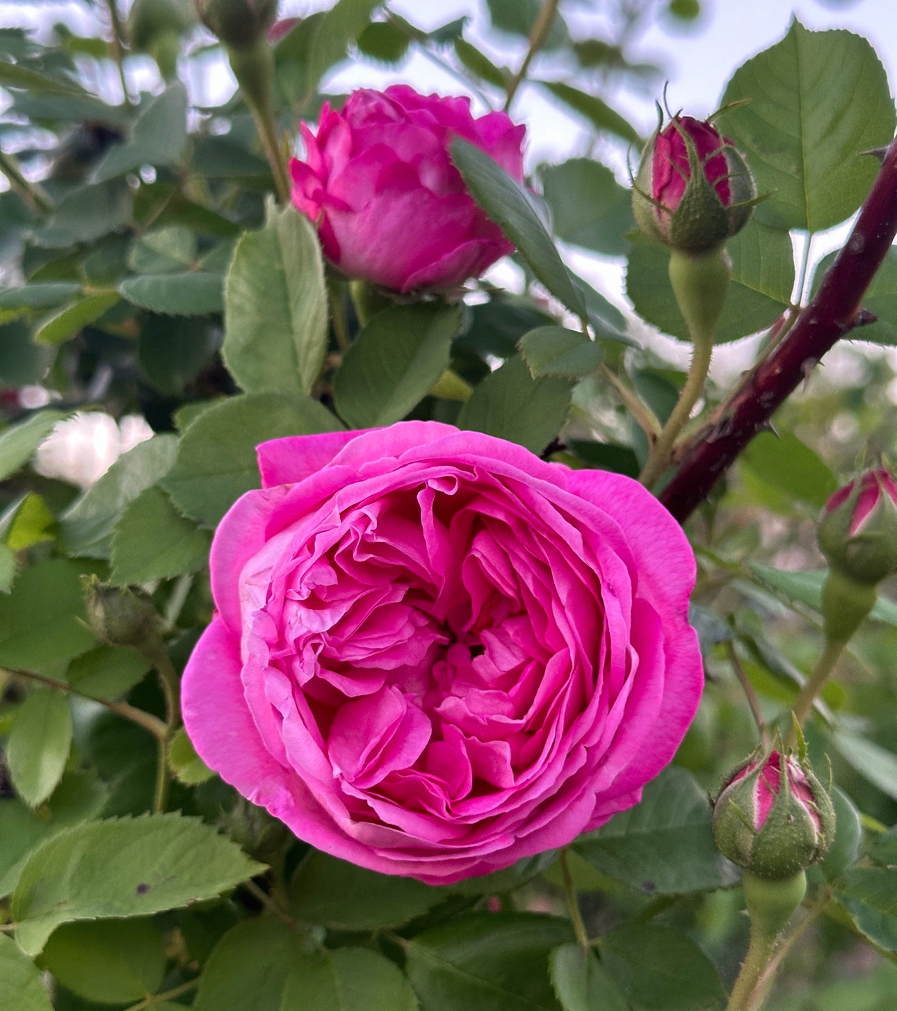 Madame Issac Perriere image 0