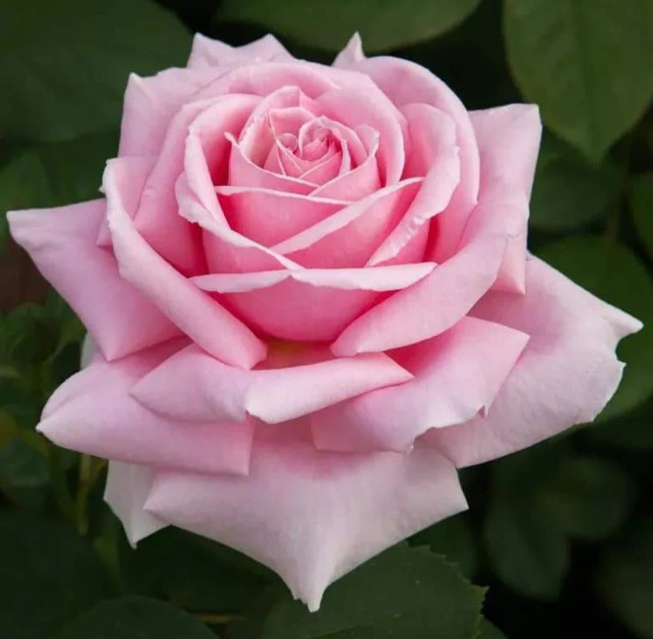 Frederic Mistral image 0