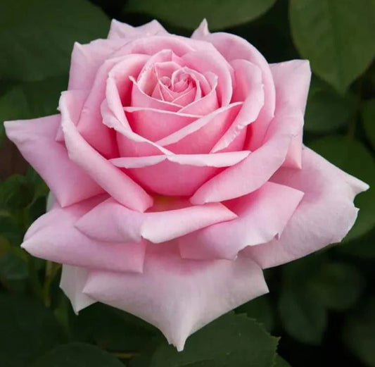 Frederic Mistral image 0