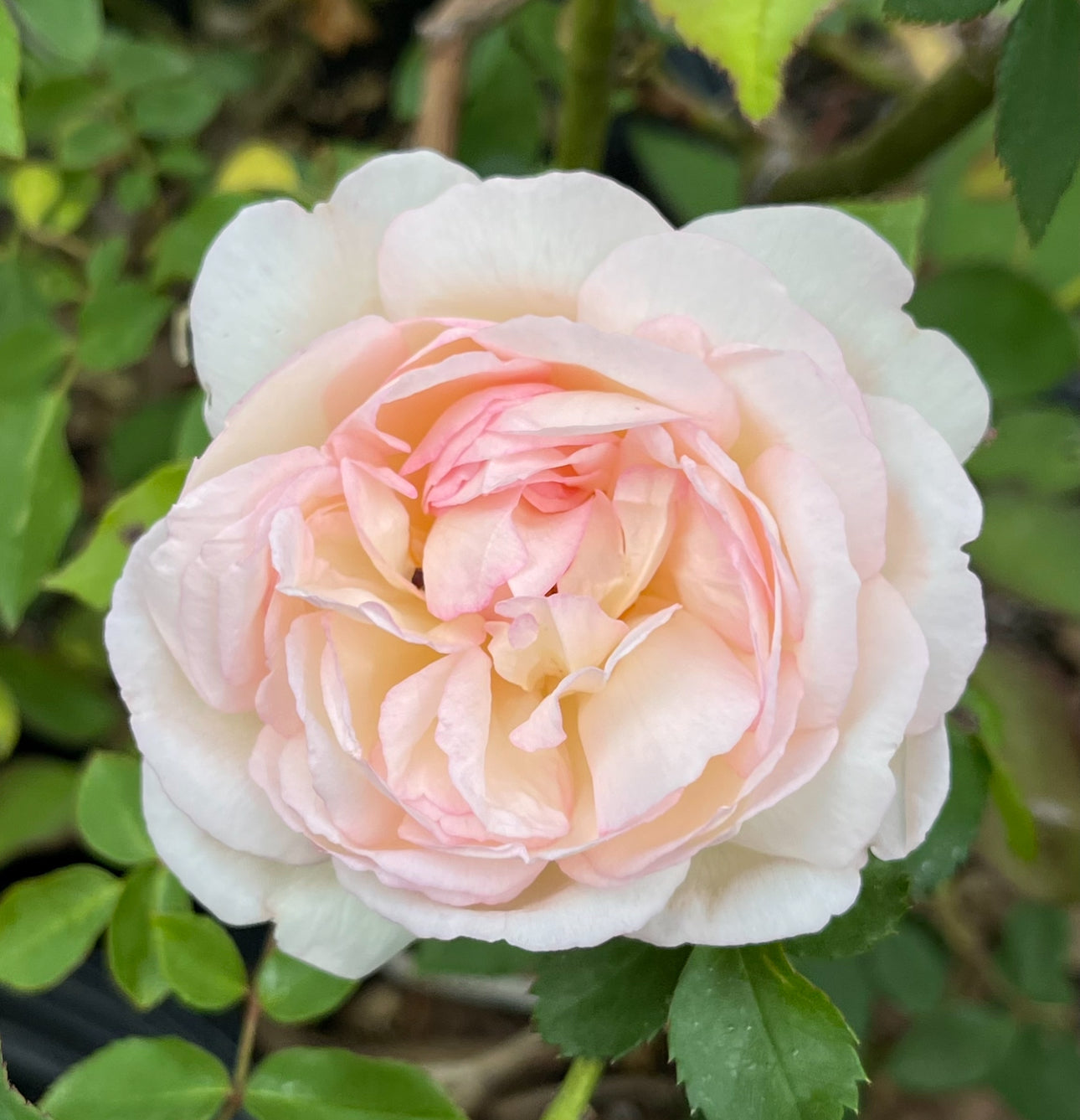 Madame Joseph Schwartz image 0