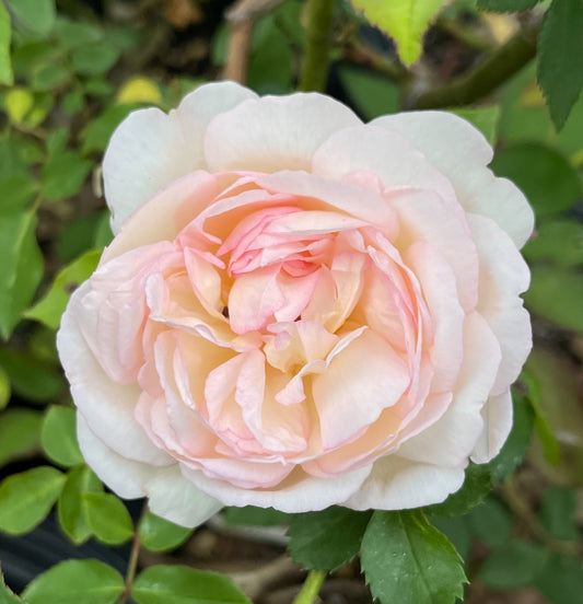 Madame Joseph Schwartz image 0