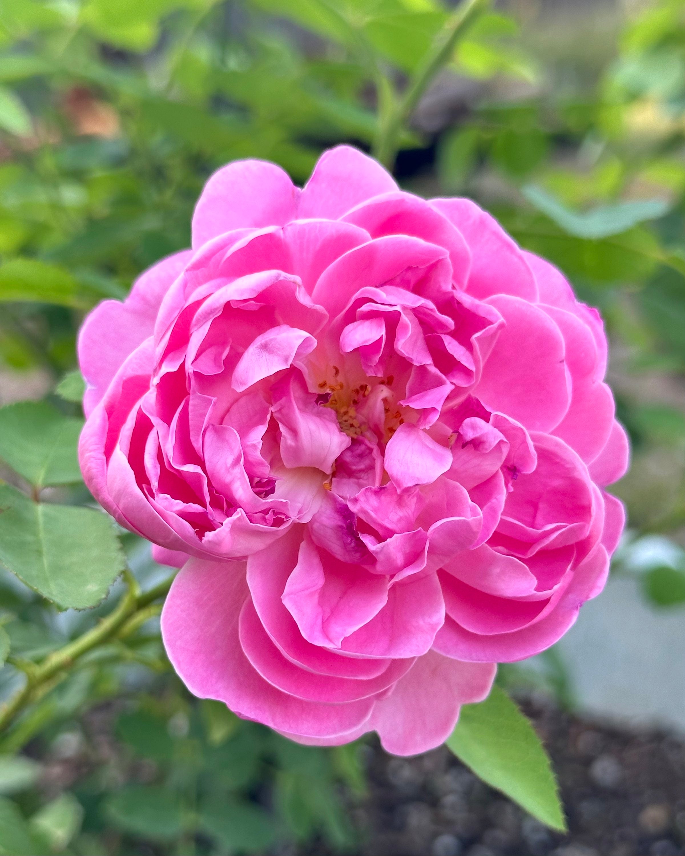 Help Me Find Roses AUSmary – One Love Rose and Gardens