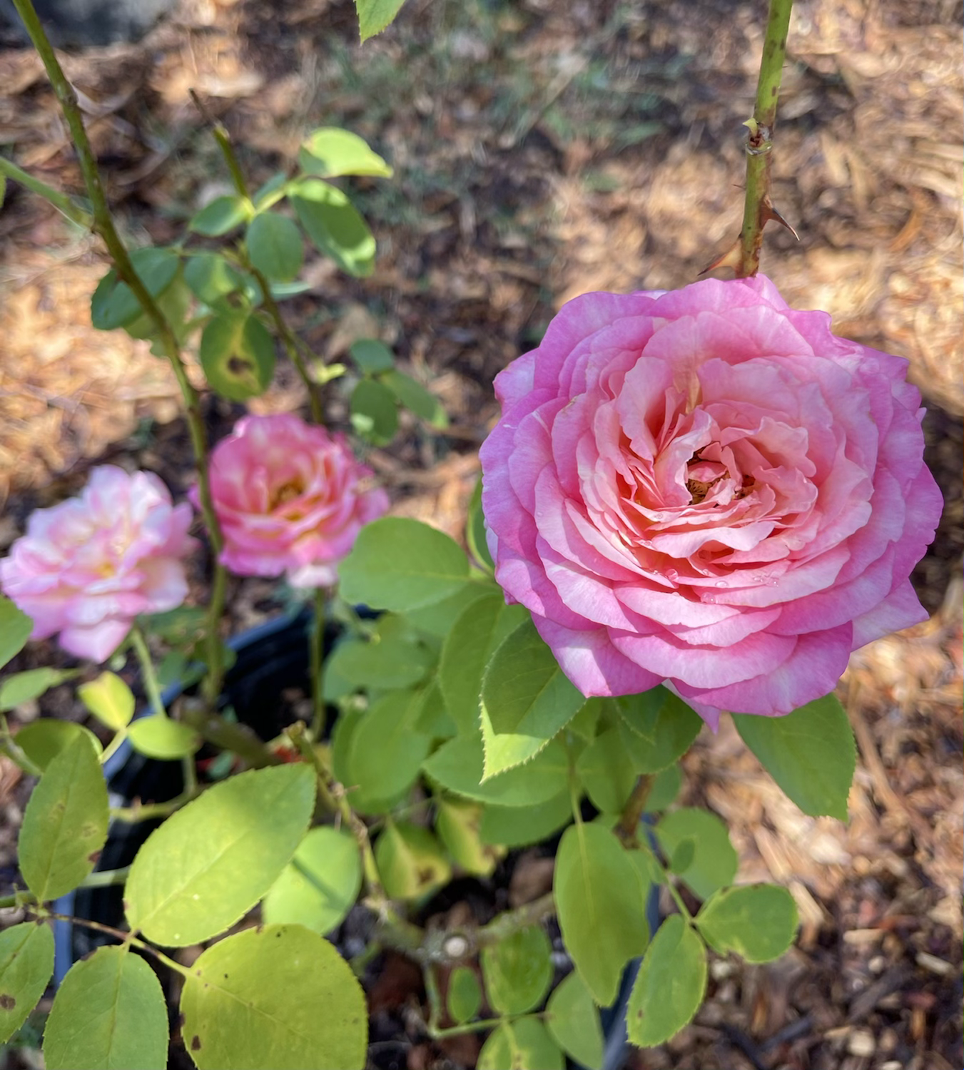 DELstrirojacre image 2