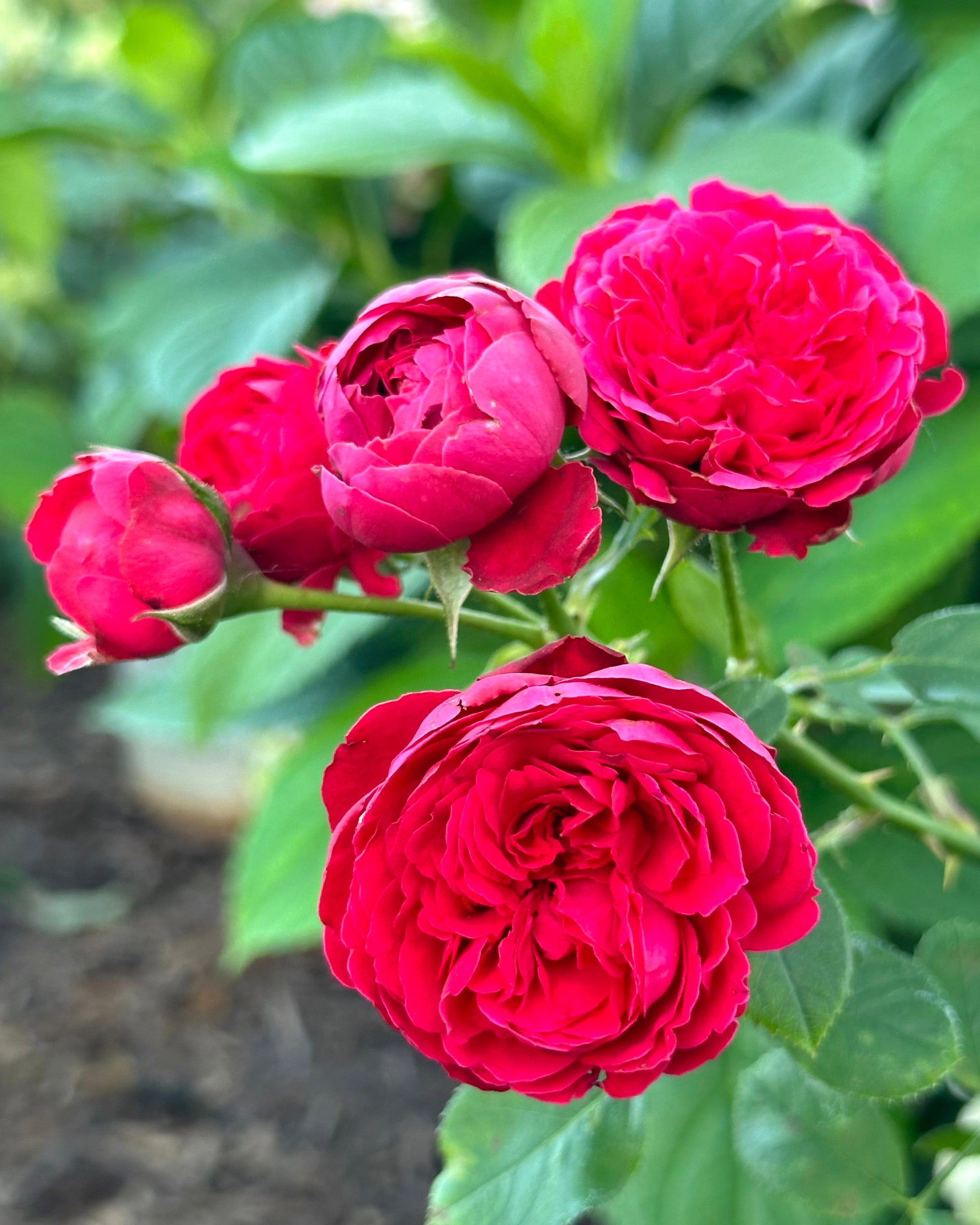 Ruby Slippers image 2