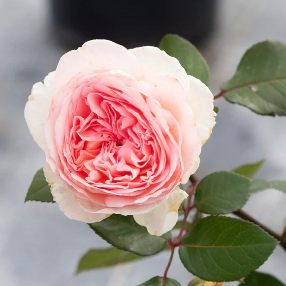 Bliss Parfuma image 0