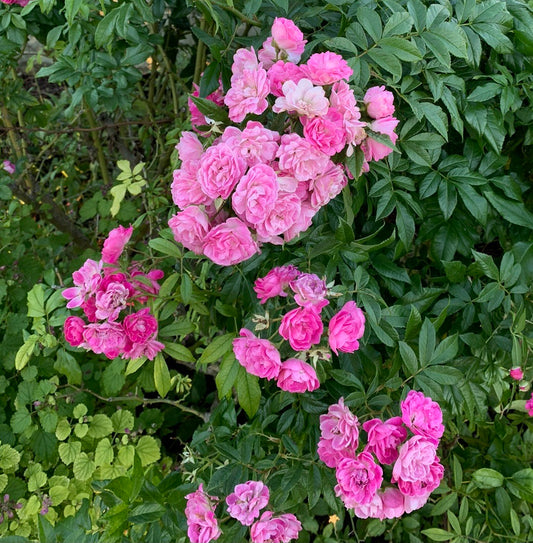 Excellenz von Schubert image 0