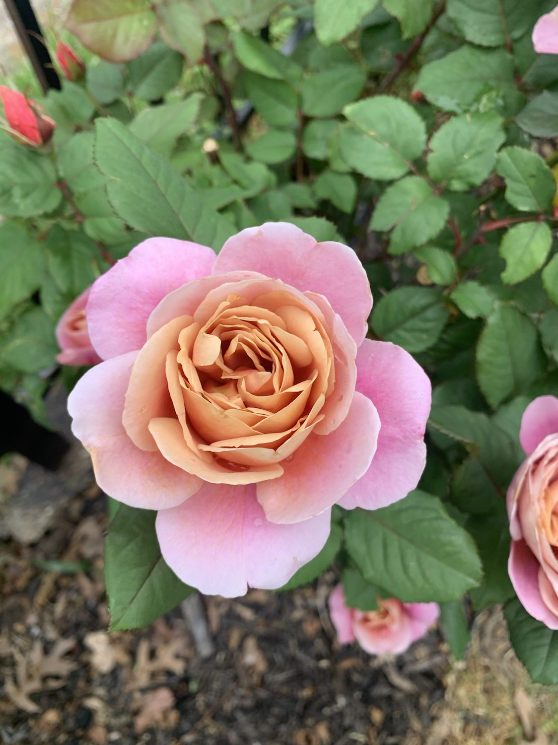 Distant Drums image 4