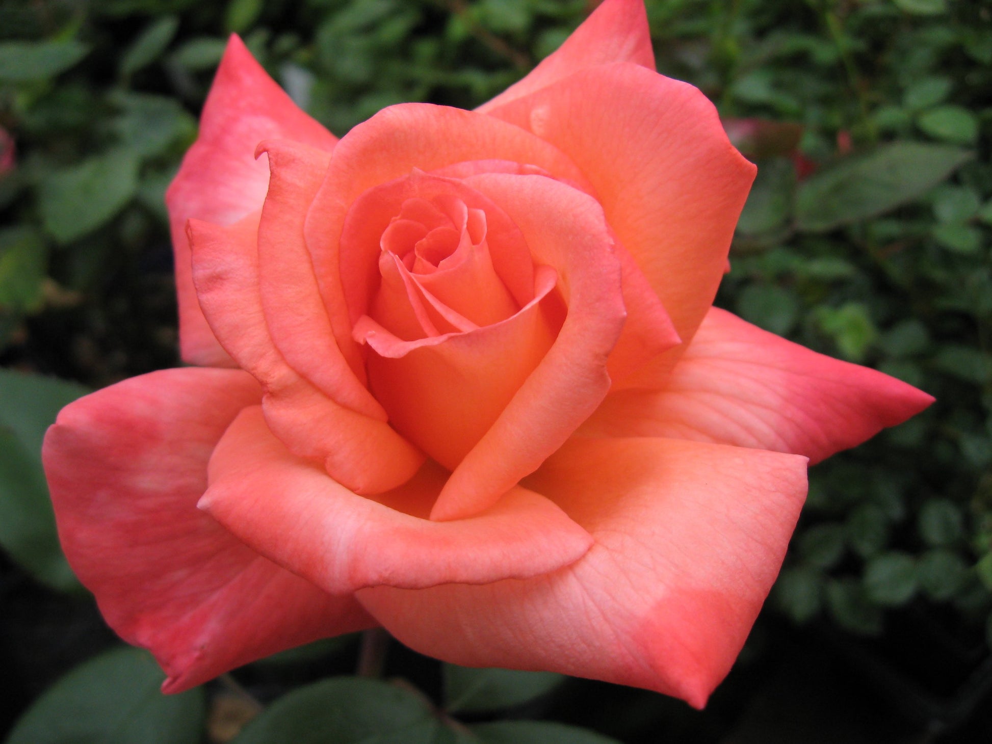 Mrs. Talat Rizvi image 0