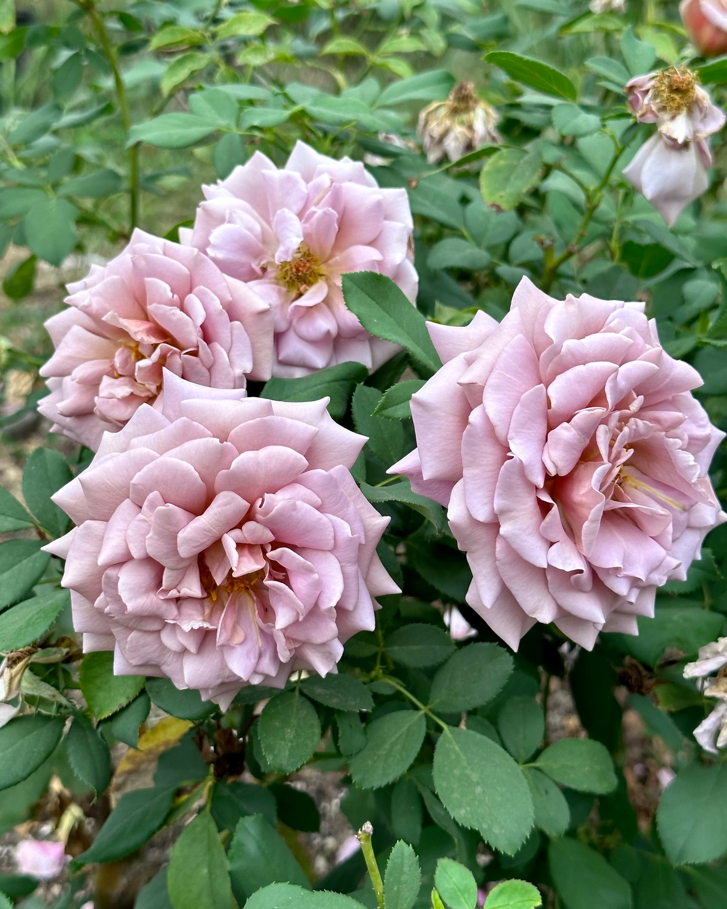 Koko Loko 24” Tree Rose