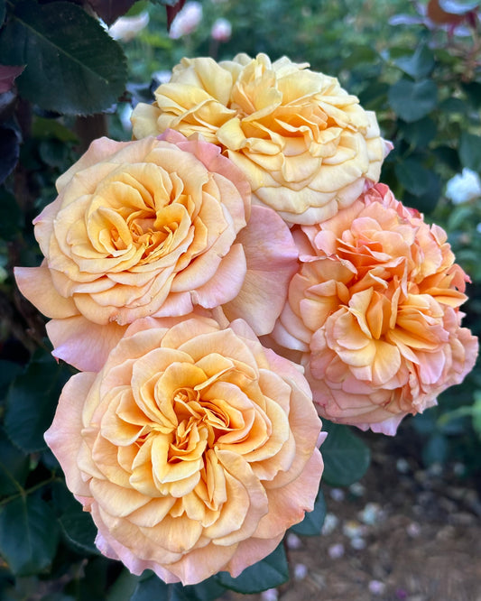 Morning Glow 24” Tree Rose
