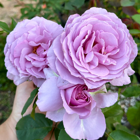 Love Song 24” Tree Rose