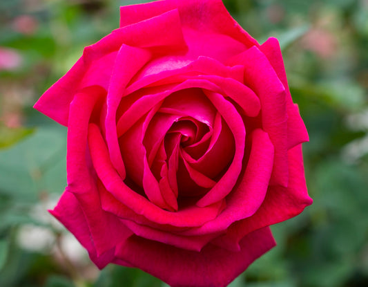 Sweet Spirit 24” Tree Rose