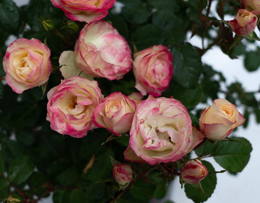 Enchanted Meadow 24” Tree Rose