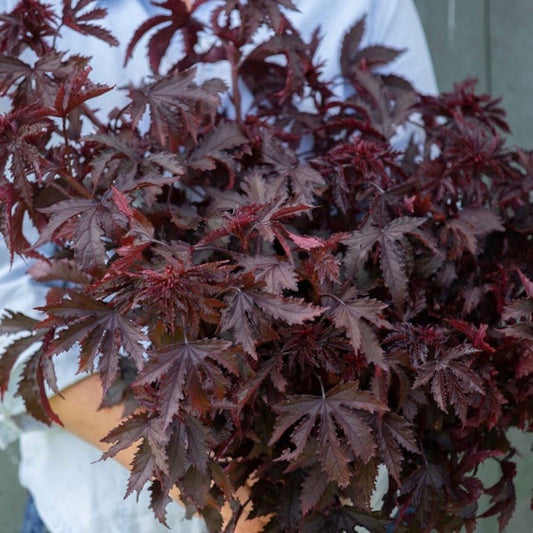 Mahogany Splendor Hibiscus