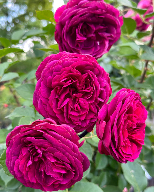 Celestial Night 24” Tree Rose
