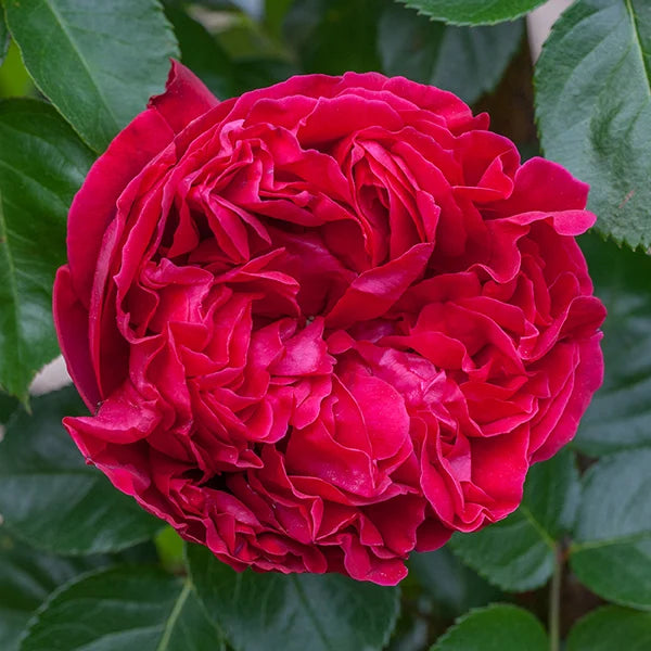 Red Eden