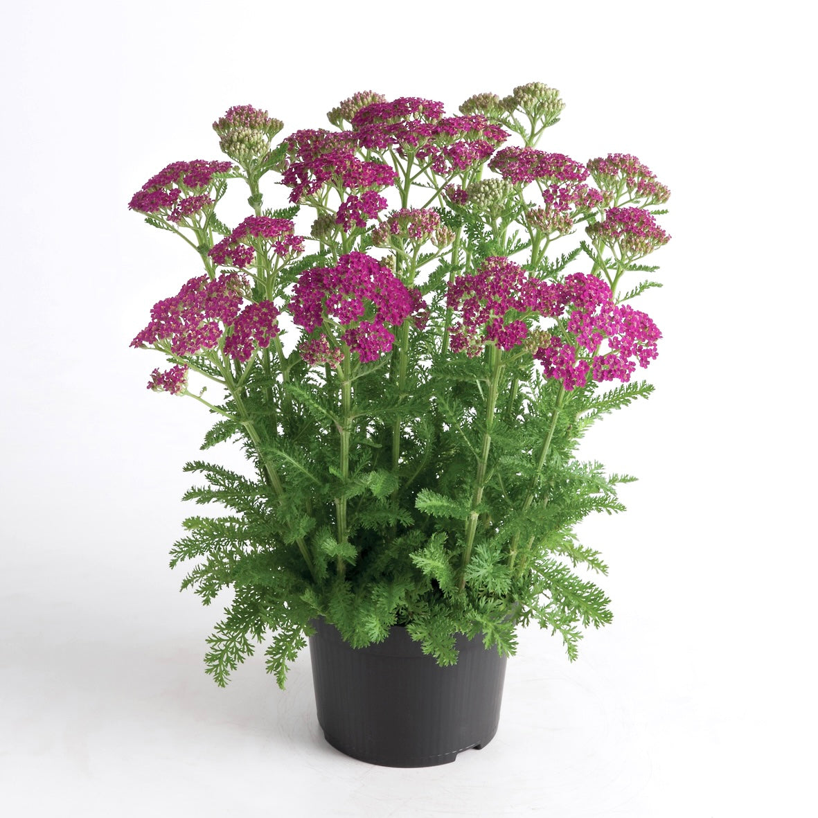 Achillea millefolium Milly Rock™ Rose image 0