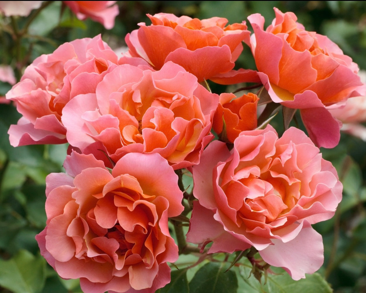 Tequila Supreme image 0