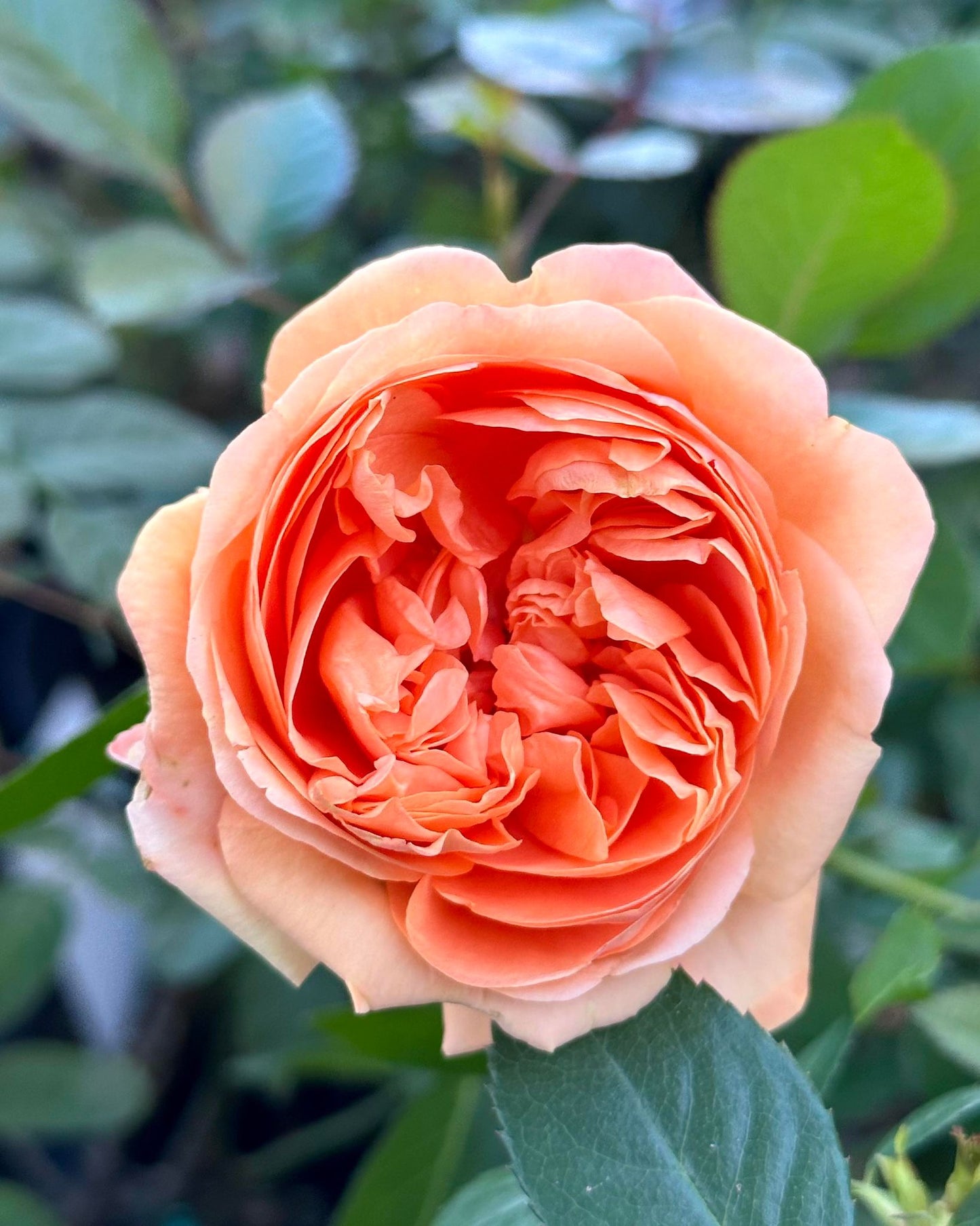 Double Ambre image 11