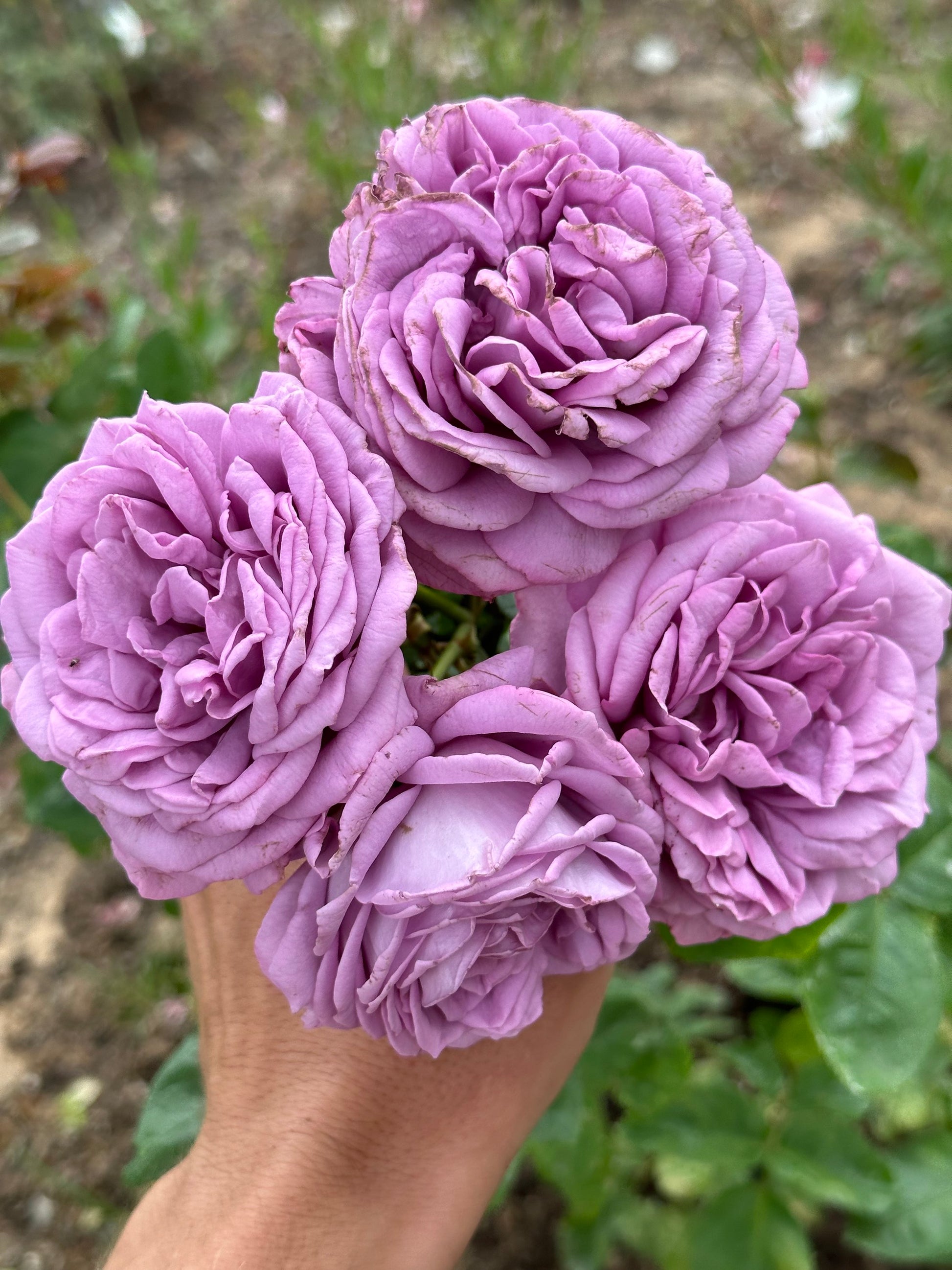 Kinda Blue (KOR04/2033-08) image 2