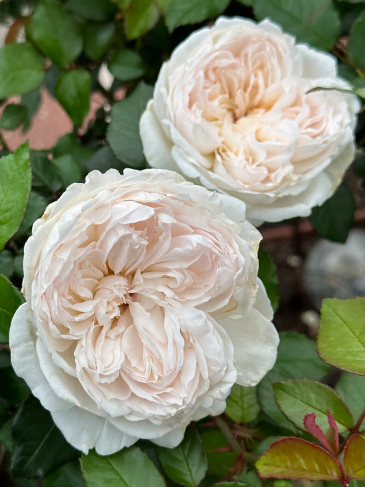 Edelweiss (MEIdelweis) image 0