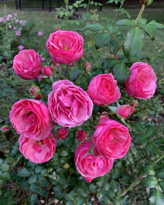 Pomponella Fairy Tale (KORpompan) image 0