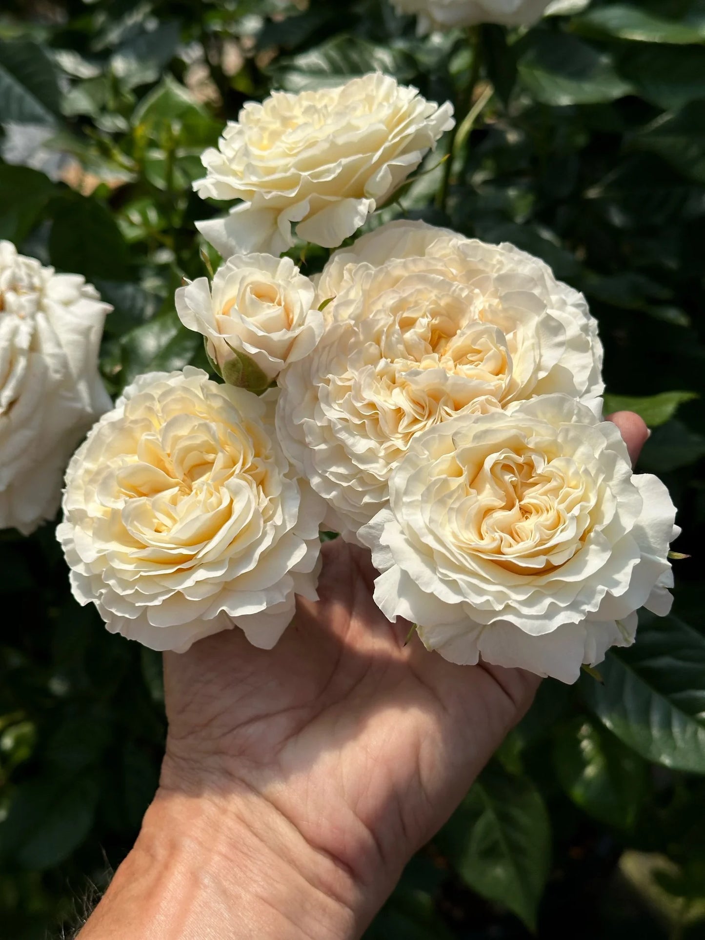 Angel’s Delight image 1