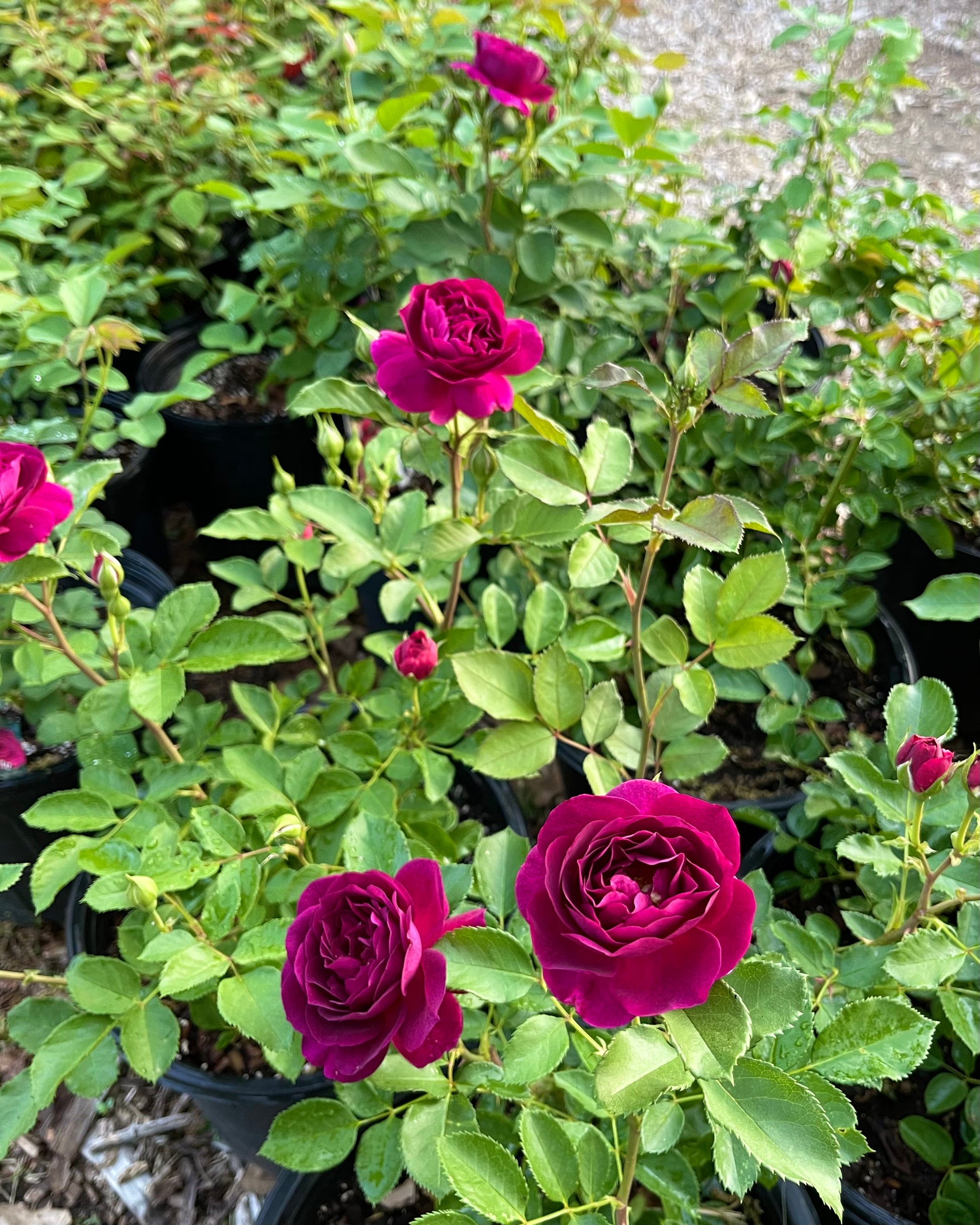 Celestial Night image 2