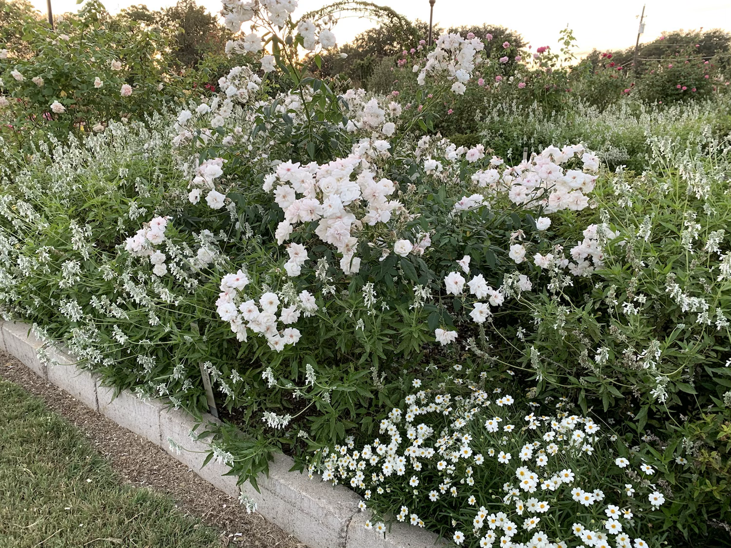 Jeanne d'Arc image 1