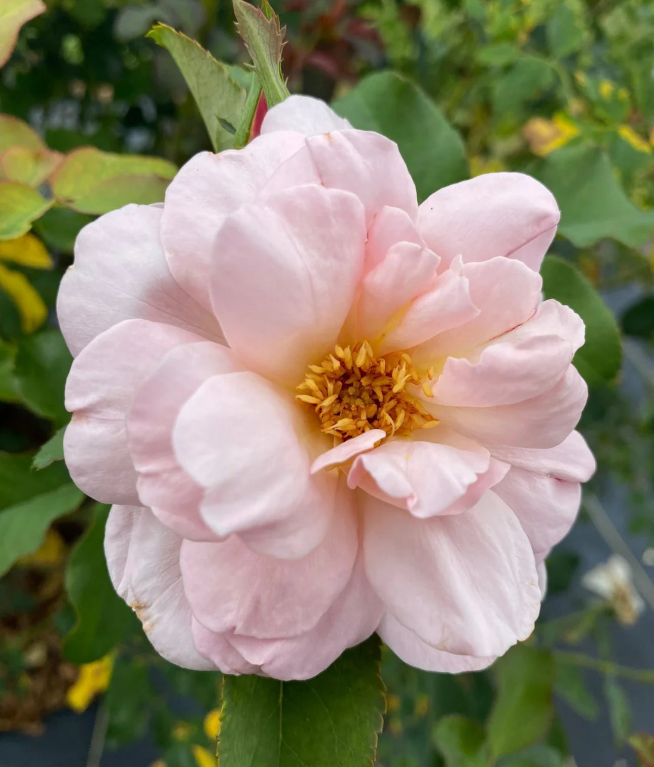 Magnolia Memories image 0