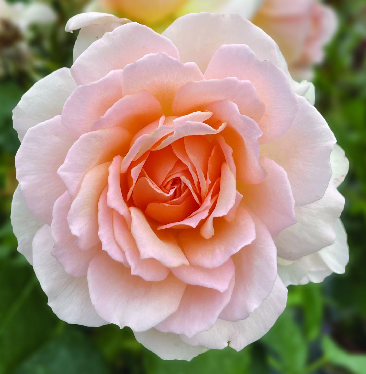 Chandos Beauty image 2