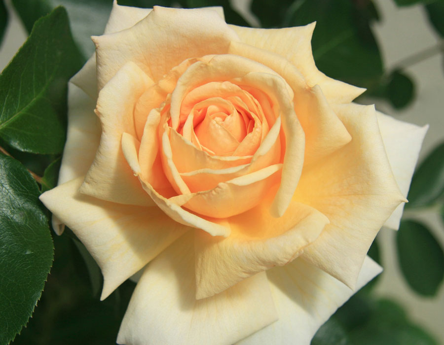 Apricots n' Cream image 2