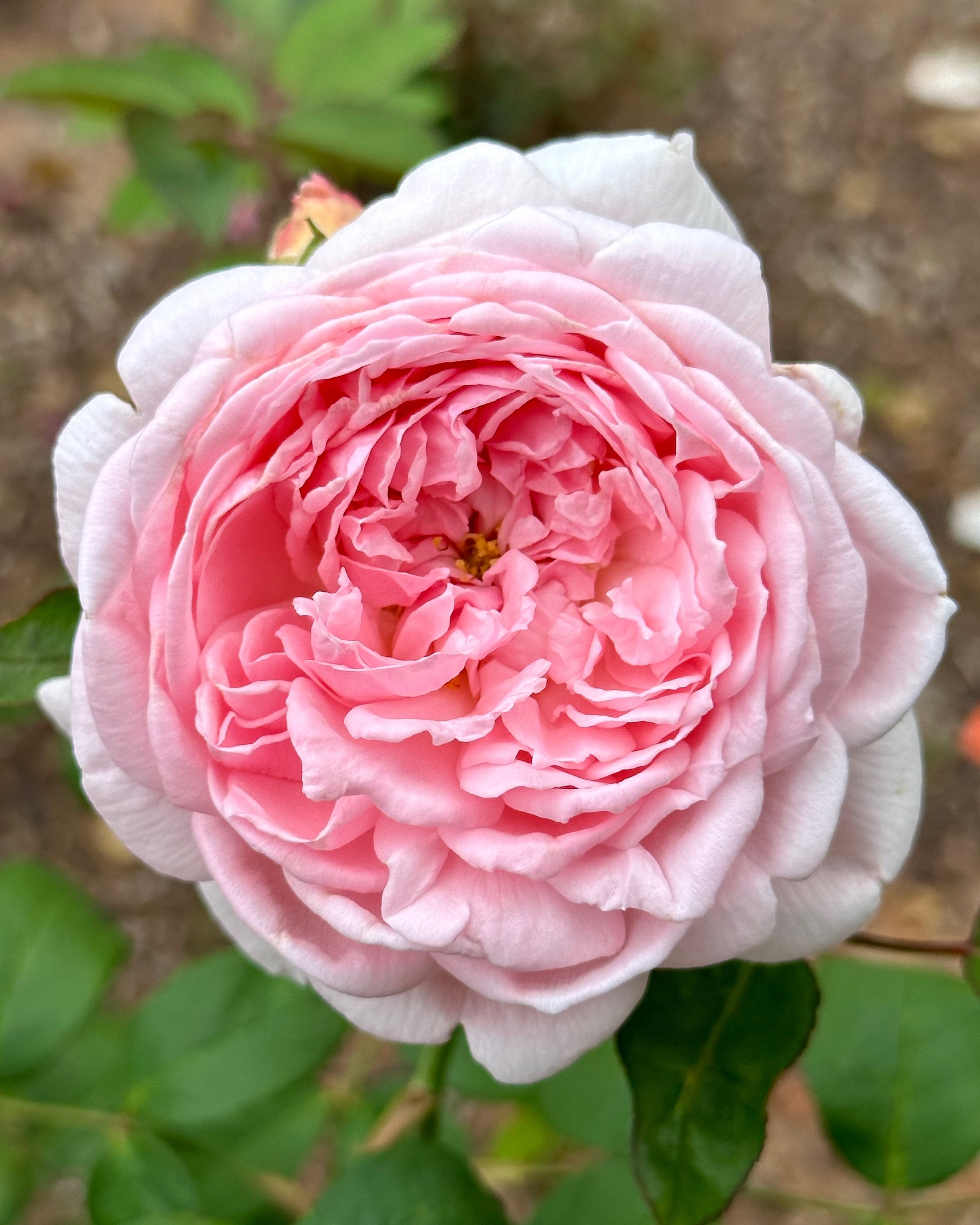 Sister's Fairy Tale (KORgrasotra) – One Love Rose and Gardens