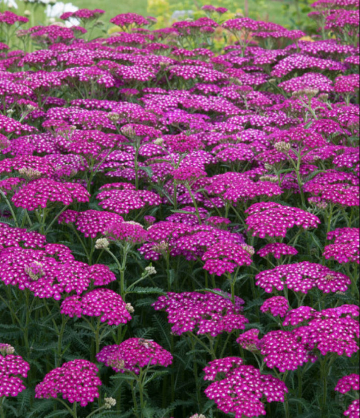 Achillea millefolium ‘New Vintage Violet’ image 1