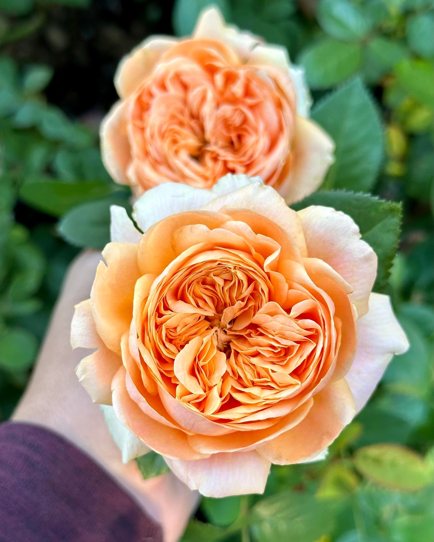 Double Ambre image 6