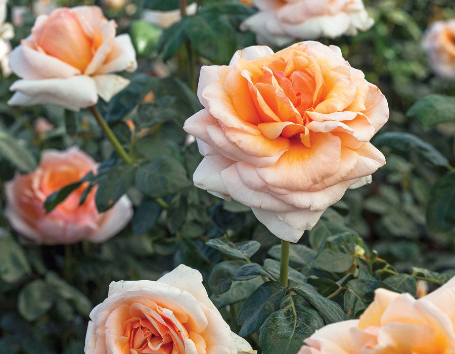 Apricots n' Cream image 1