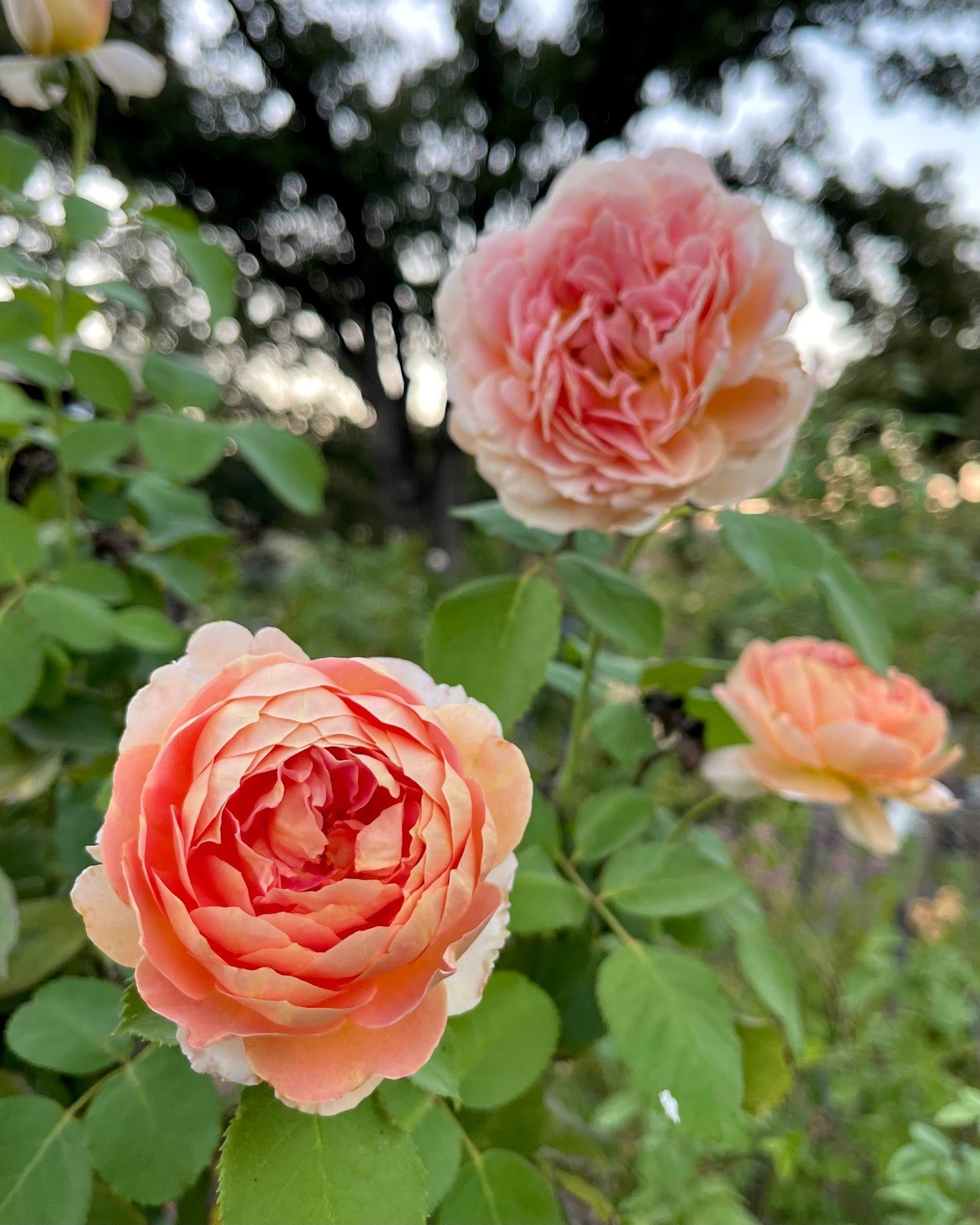 Fun in the Sun image 0