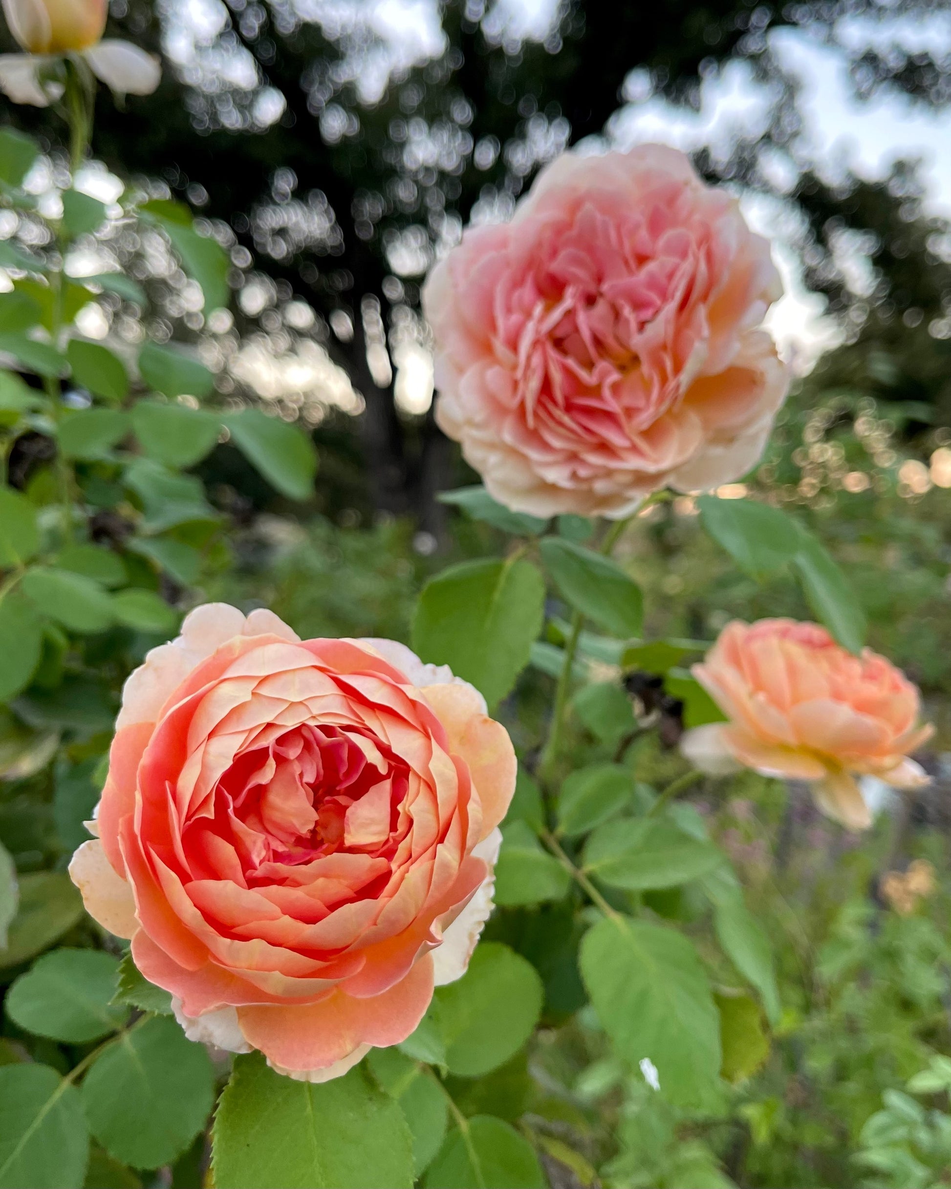 Fun in the Sun image 0