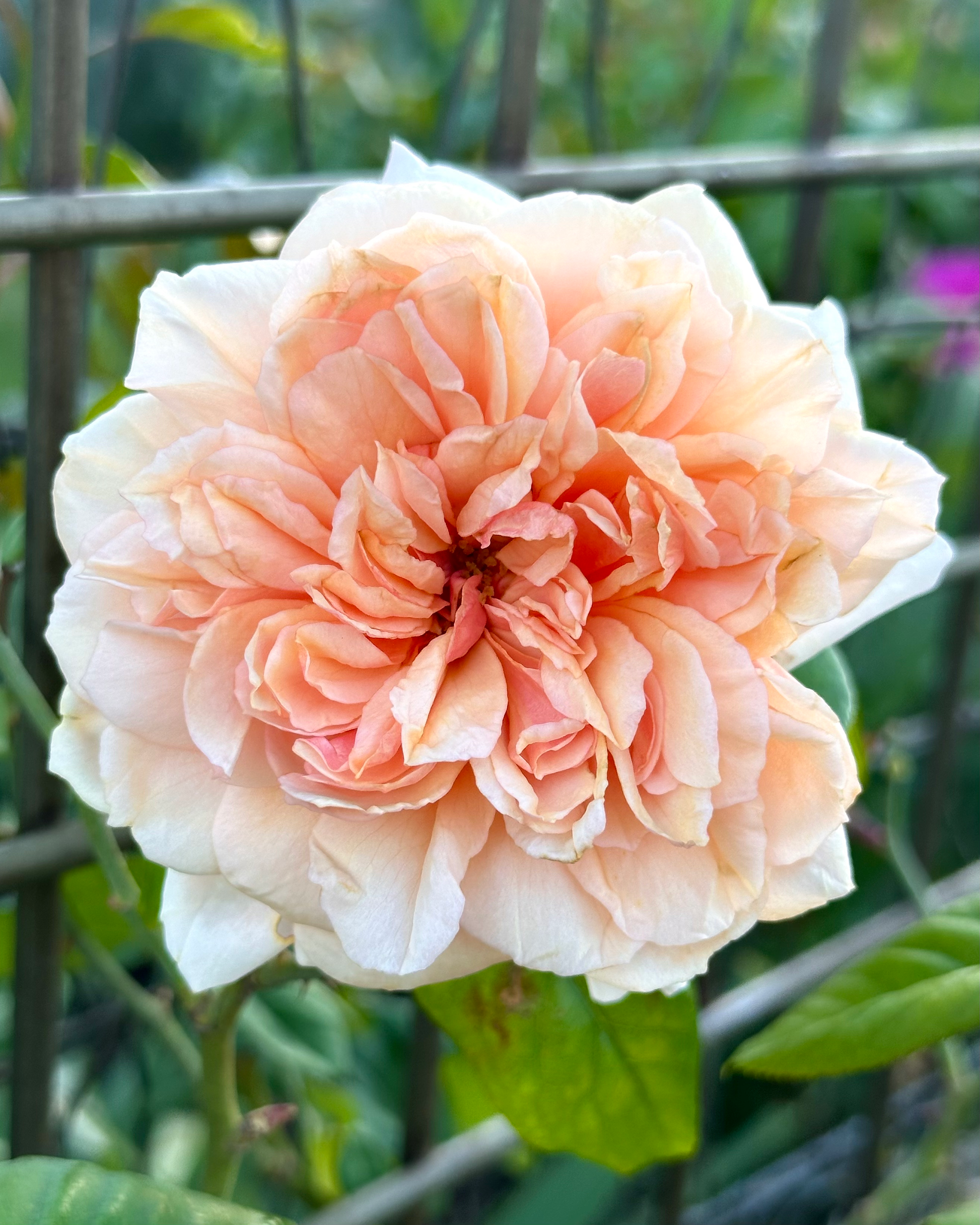 Andromeda (MASversi) image 1