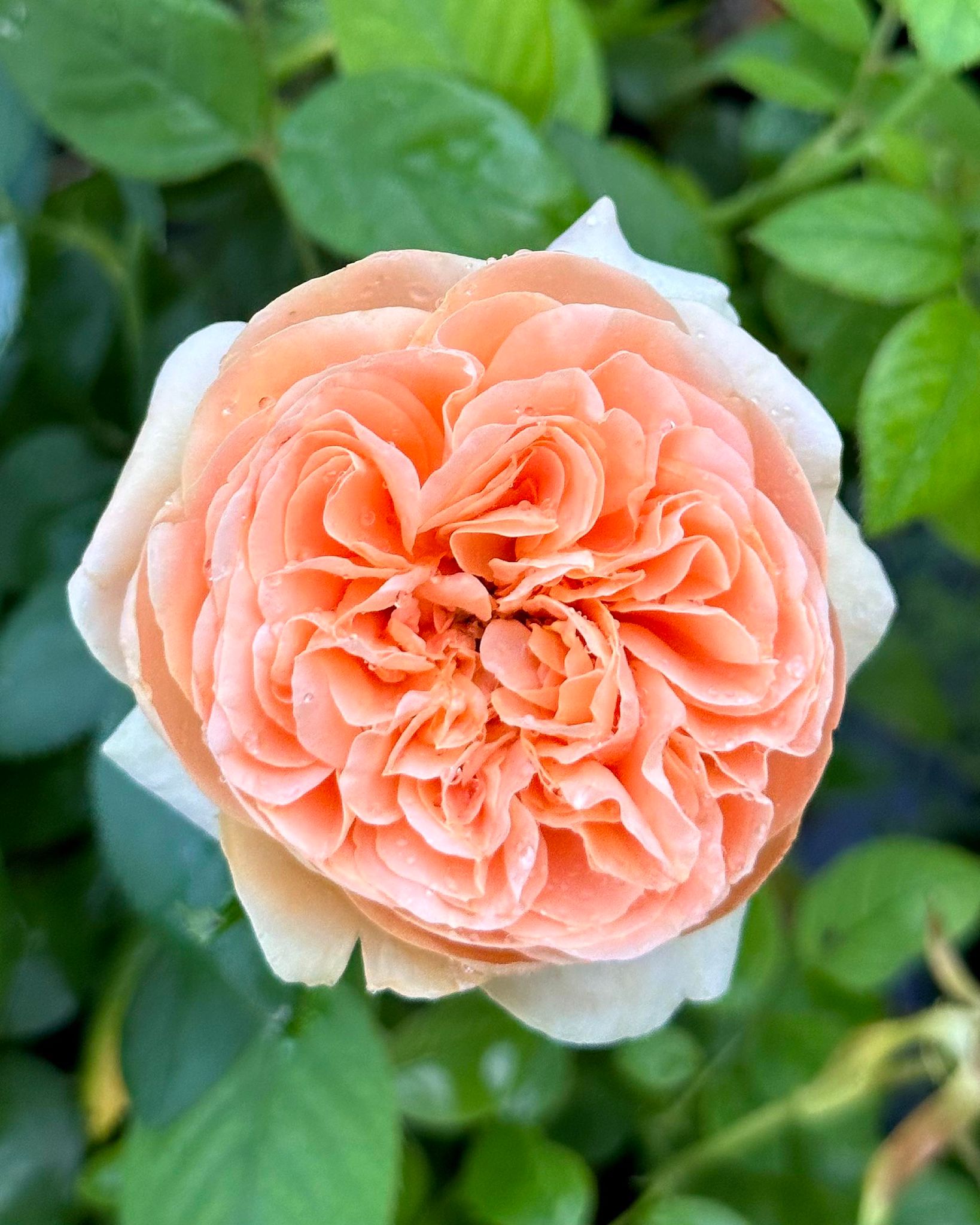 Double Ambre image 9