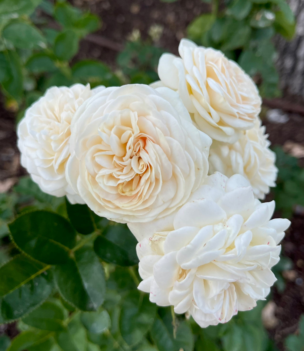 Sweet Child of Mine (TANsimetra) image 2