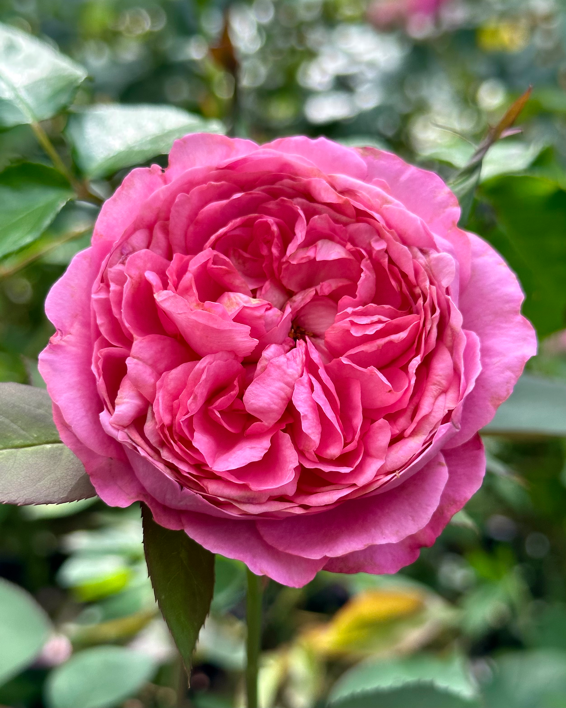 City of Lyon (MASmeric) image 0