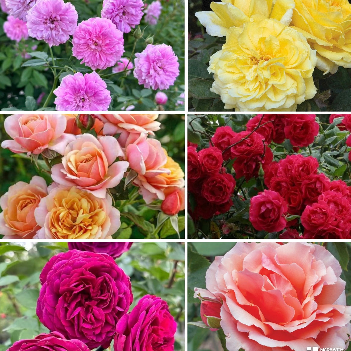 Mystery Rose Box image 0